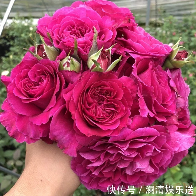 花朵|“女人香气”月季花,香味够“性感”,花朵够娇艳!挺好养!