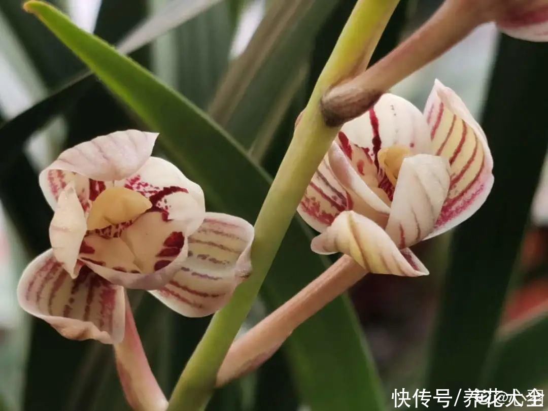 入夏前，10种花要赶紧施肥，不然以后没花看