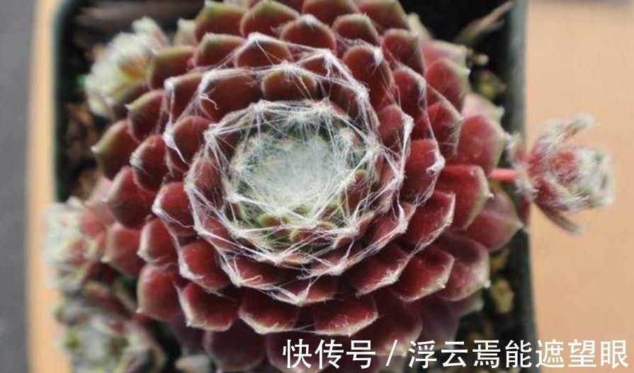 冬天担心多肉被冻伤?试试这3款,冻一冻长满盆,颜色迷人惹人爱