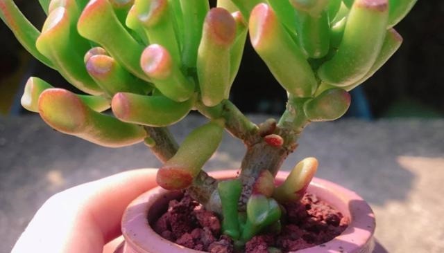 多肉吸财树天热怎么养掌握3方面，翠绿的叶子''红''了