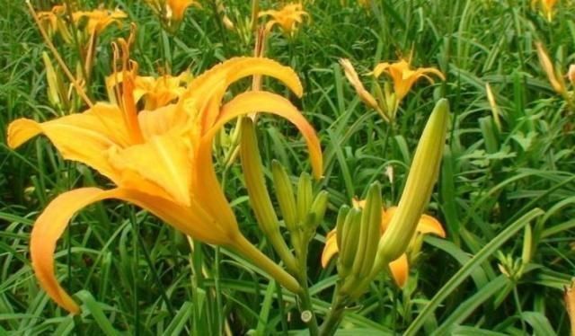 黄花菜|失眠太可怕:这菜遍地都是,晚饭吃一点,一觉睡到大天亮!