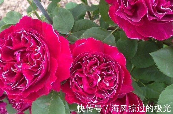 夏洛特|20种月季花品种介绍，简直美爆了！收藏啦……！