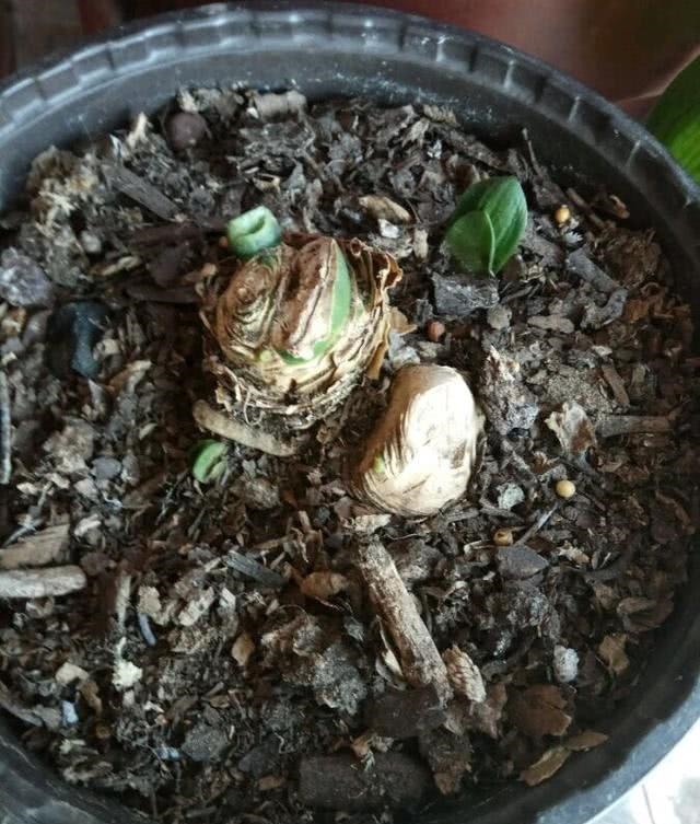 钱大爷养“君子兰”，只用一种养花“土”，原因便宜还特肥沃