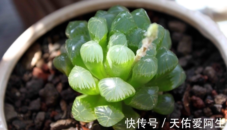 多肉|这5种十二卷属多肉养护简单,盆栽不易黑腐烂根,值得新人入坑