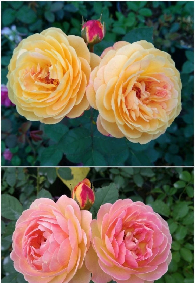 春天种植此款植物，花期一到轻松开爆盆，花色鲜艳，香飘溢满屋