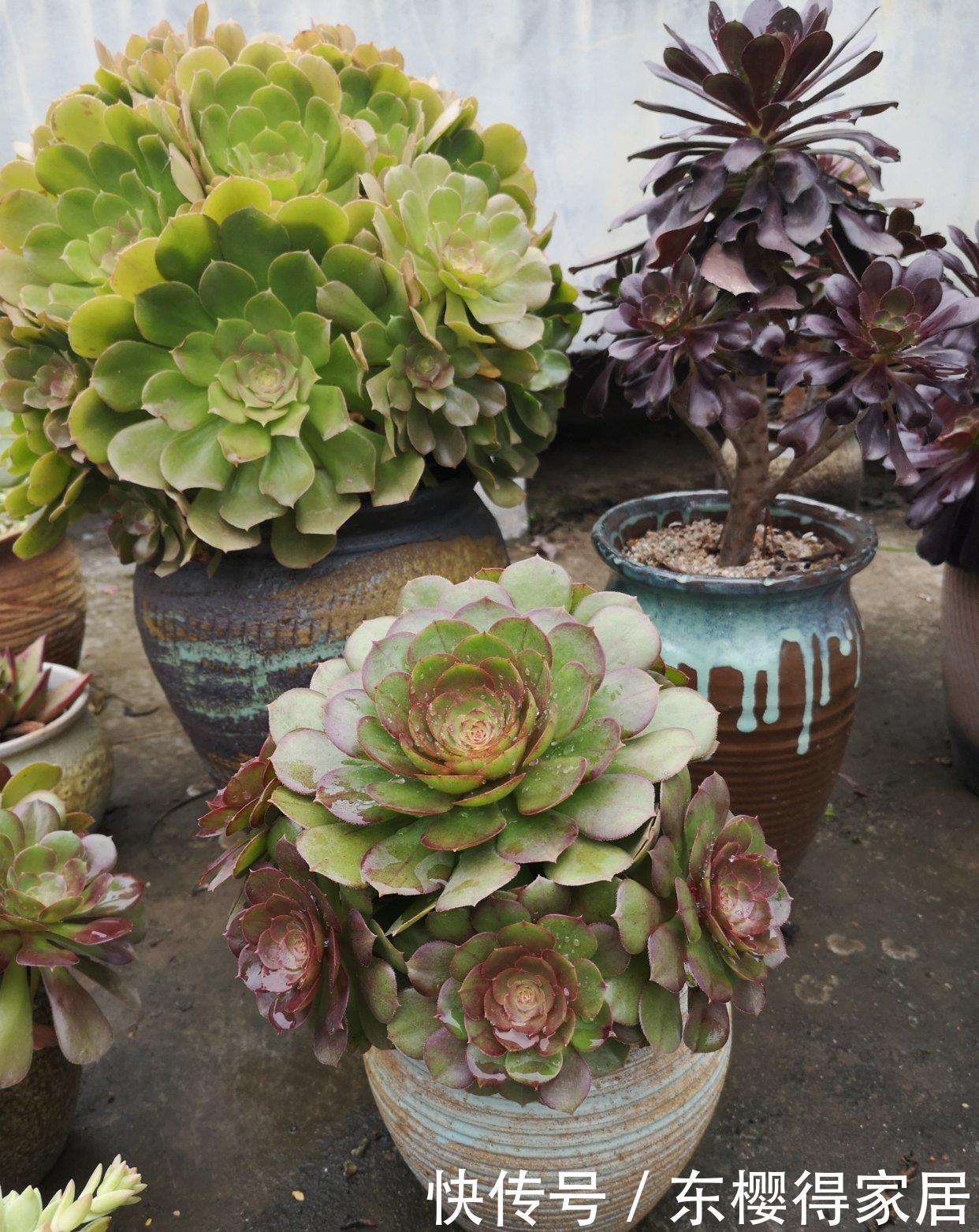 施肥|想要法师不徒长,关键在用水,叶片紧凑颜色艳,40℃也生机勃勃