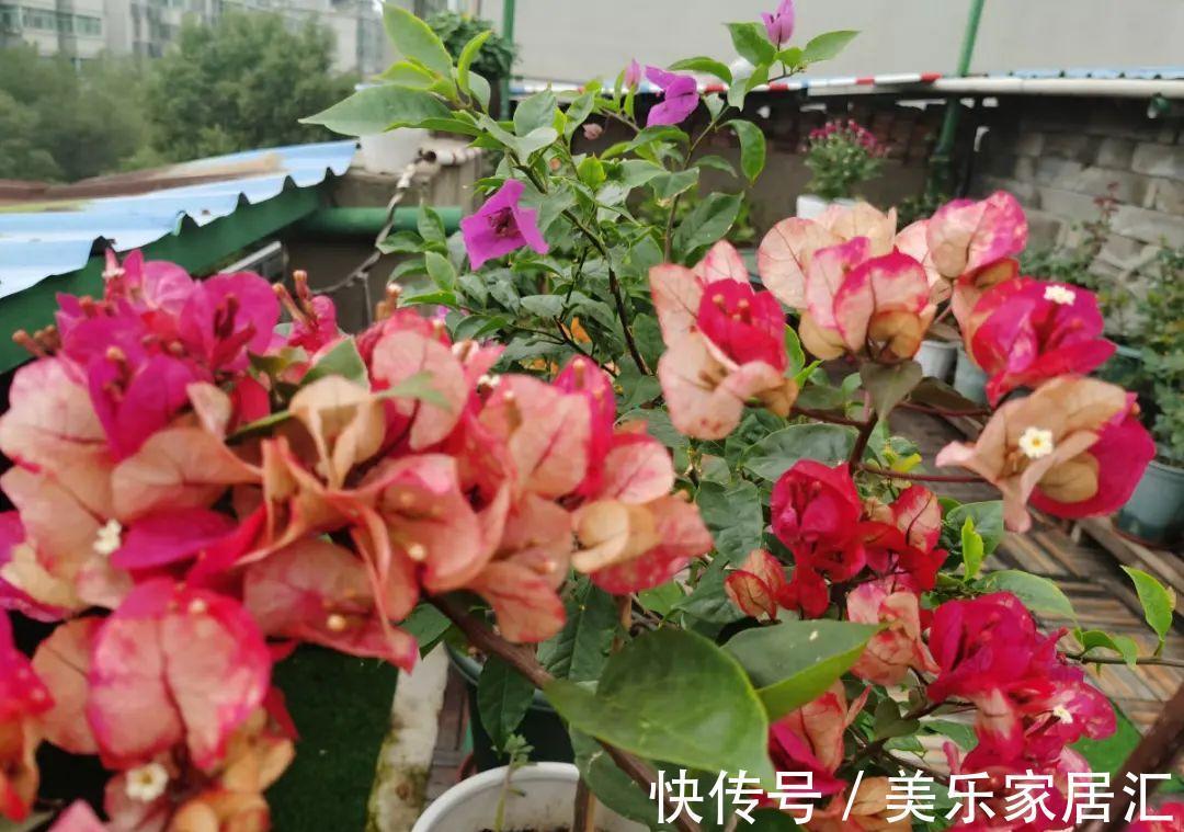 浇水|入冬修剪,这9种花,剪错不开花、杆子会枯死