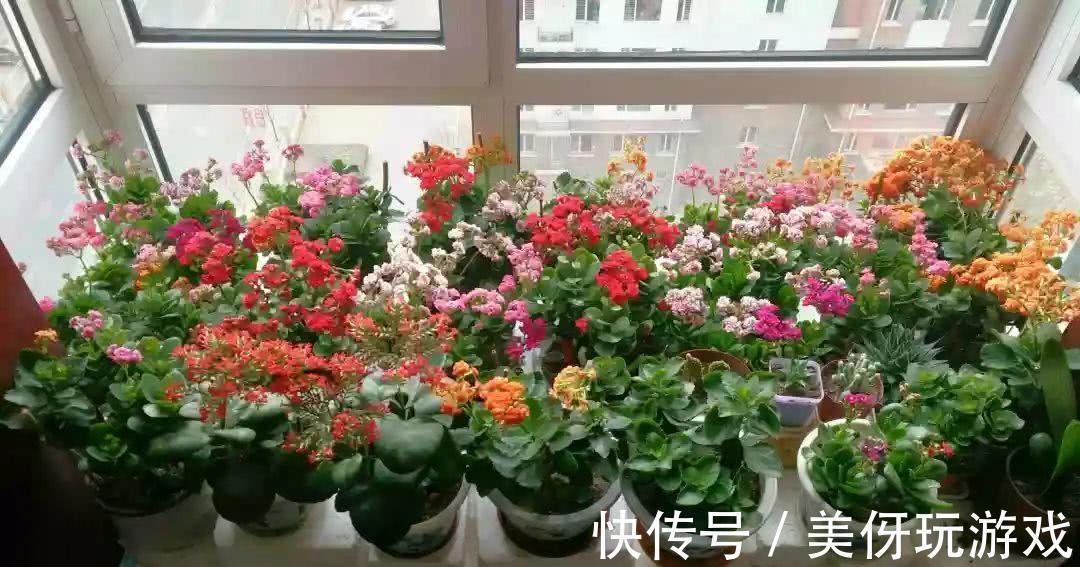 蝴蝶兰|七种“富贵花”，适合冬天养，寓意吉祥又大气，关键还喜庆