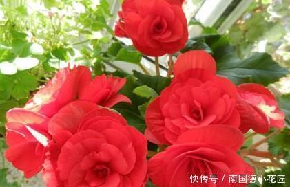 玫瑰花|新手养护花卉,就养胜过玫瑰,花开四季的花卉,给水就旺!