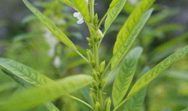 农村这一植物，种子吃起来营养美味，叶子很珍贵却鲜有人知