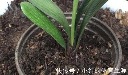 君子兰浇水有讲究,掌握好了再也不烂根