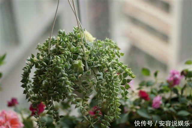 4个养花的小技巧，简单又实用，根不烂叶子越长越茂盛！