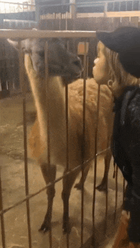 |搞笑GIF:姑娘当时就懵了 早知如此就不应该玩这个