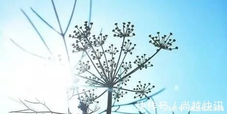 胃病|它是最厉害的绿叶蔬菜, 冬季吃它, 养阳驱寒, 还是胃病克星!