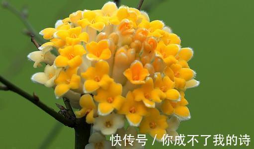 1种古老花卉，开花漂亮，花香浓郁，传言枝条打个结能实现愿望
