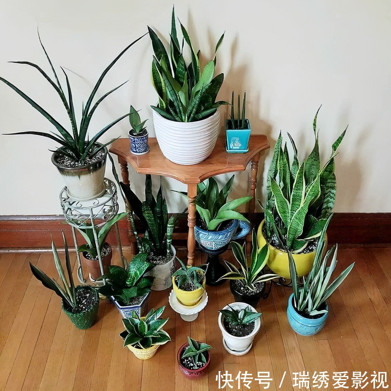 厕所再小,也要养盆吸味花,清除臭味、异味效果好