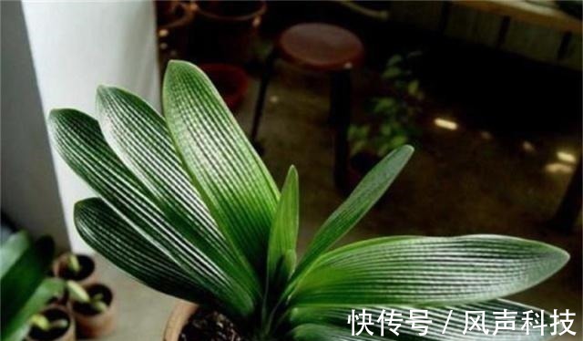 养君子兰别整那些虚的!这么养,叶片绿油油,一年开2次花!