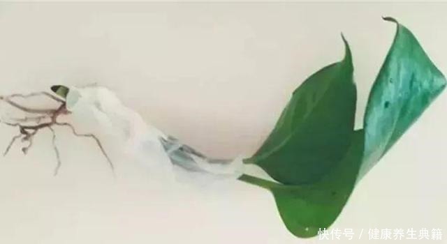 三角梅|养花不生根赶紧塞团卫生纸,大白根蹭蹭冒!养花不生根赶紧塞团卫生纸,大白根蹭蹭冒!