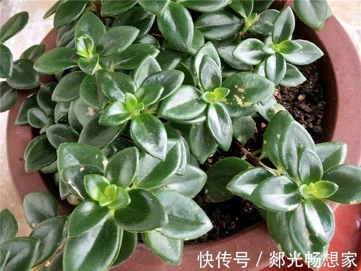 金鱼吊兰这么养，1年四季都能开花，小金鱼噗噗冒！