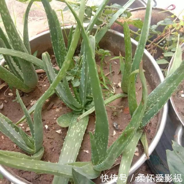 这10种耐旱花,2个月不浇水,叶子反而绿油油