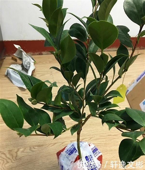 最值得拥有的盆栽佳品,花大香浓,花期长,幽香飘满屋