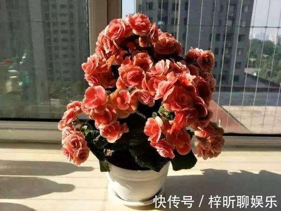 光照|养丽格海棠，这4个“养护细节”别忽略，花苞多，一年四季开花！