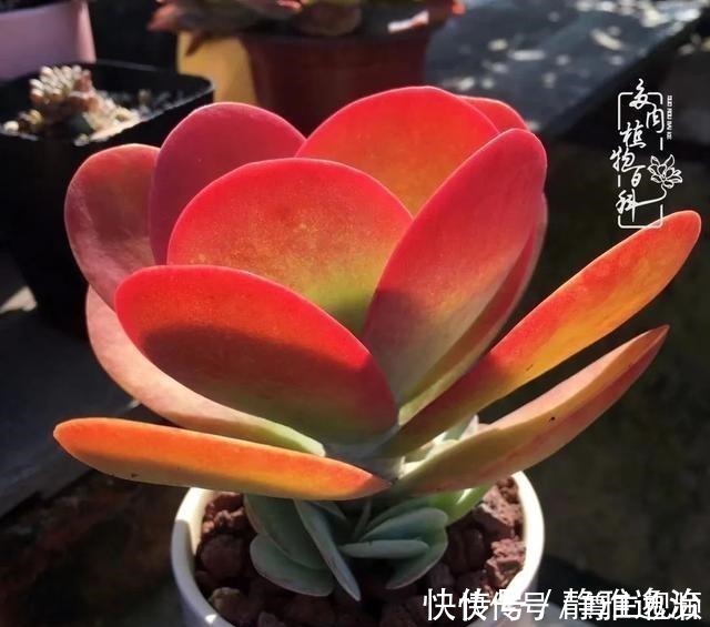 静夜|养多肉三年多,初见惊鸿!累并快乐着!养多肉三年多,初见惊鸿!累并快乐着!