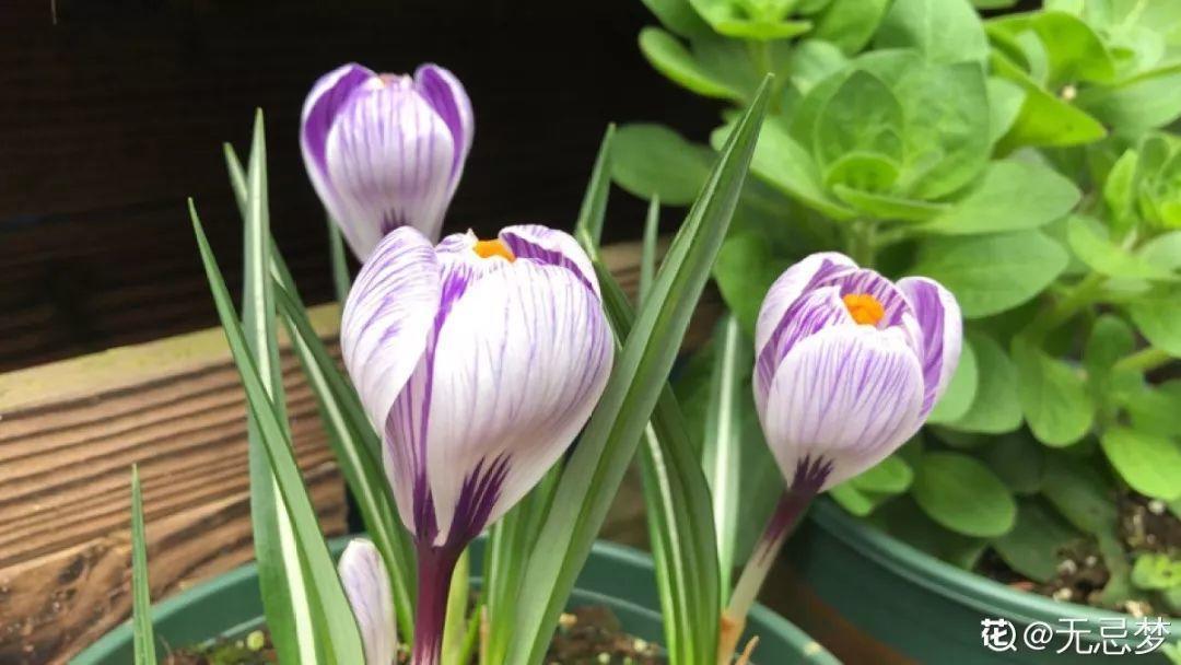 未来一个月,9种花就是抢手货,不养亏大了!