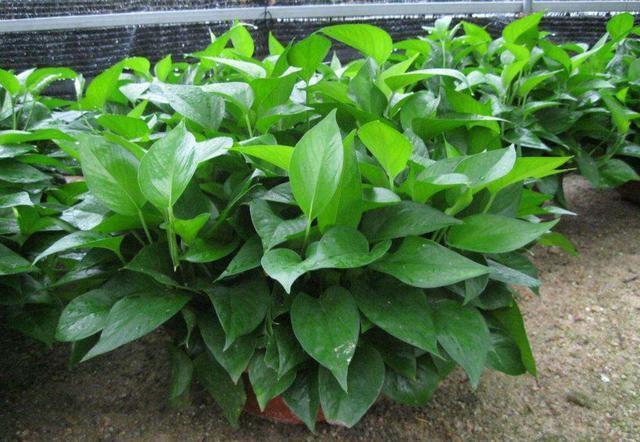 浇花|3种花都是“小酒鬼”,1个月喂2次,土壤疏松透气,叶片油绿发亮