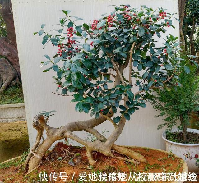 种植|家养一盆枸骨盆景,叶片青翠风景好,从年头赏到年尾!