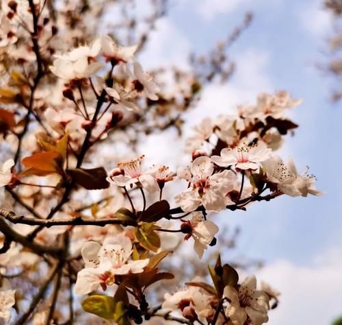 春暖花开日，这些“宝藏”赏花地，值得你打卡