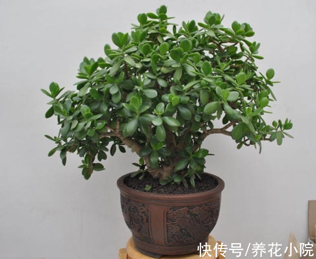 四种花,春天别忘“修剪”,新枝长得壮,孕蕾开花多