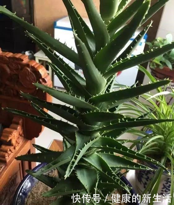 胶质|芦荟不值钱,养成“老桩”很稀罕,叶子胶质多,越老越值钱!