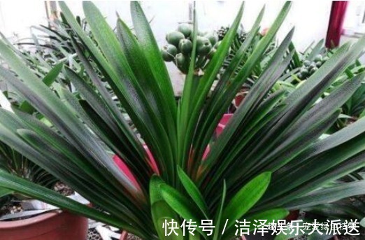 养君子兰用“1种液体磷”，用上4－5滴，叶片宽又亮，花开得多