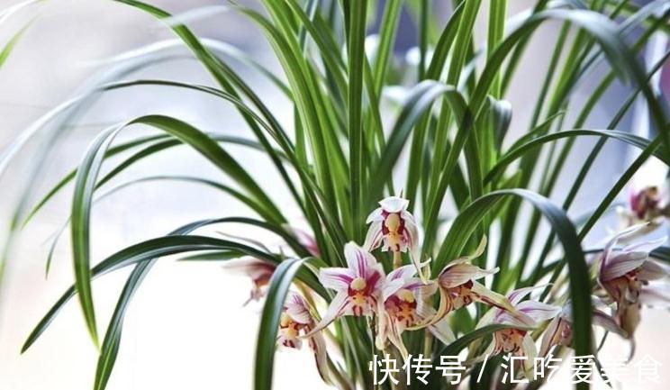 兰花怎么养,做好这些,开花多又香