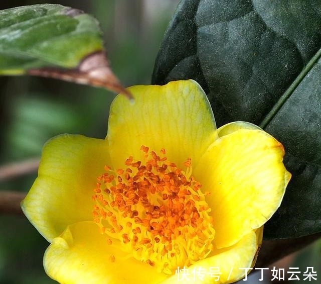 此花被誉为“植物黄金”花色金黄,富有营养,家观赏食用皆可!