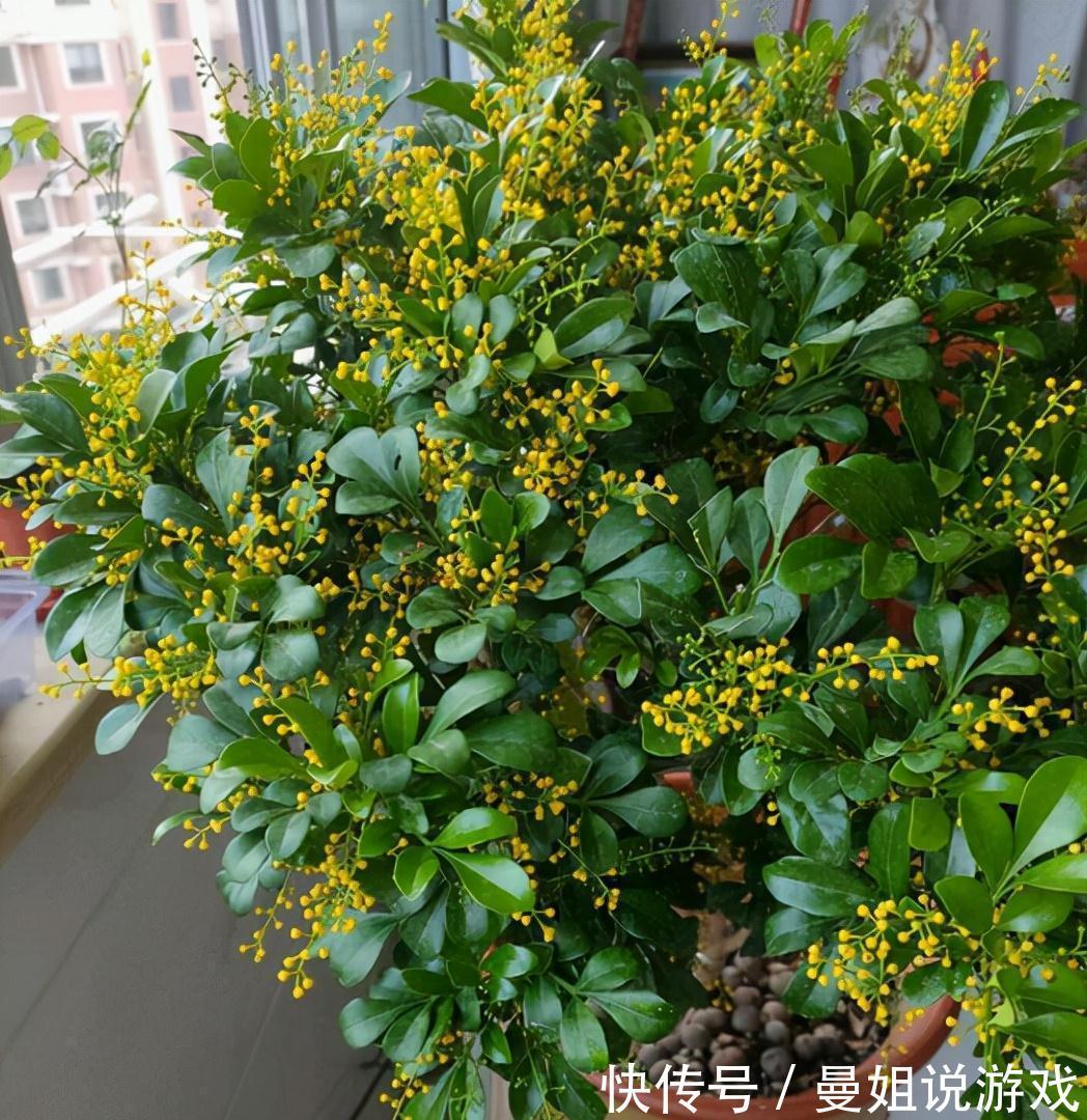 冬天想养开花植物,选这10种,冬季也能开花,而且香味十足