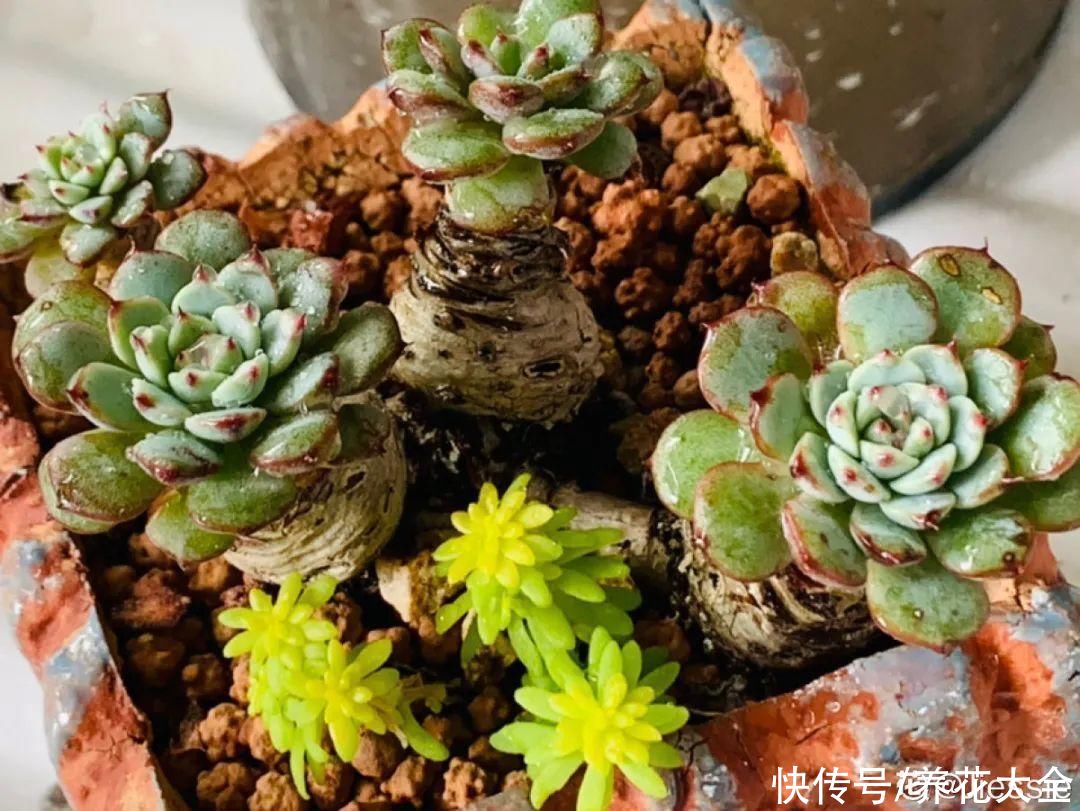 入夏前，10种花要赶紧施肥，不然以后没花看