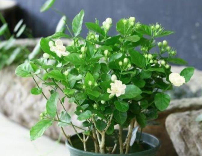 4种花,漂亮又净化空气,人养花,花也养人,空气清新睡眠好!