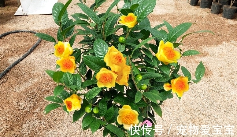 正在“灭绝”的稀有茶花,花大如盆,满园飘香,食用观赏两不误