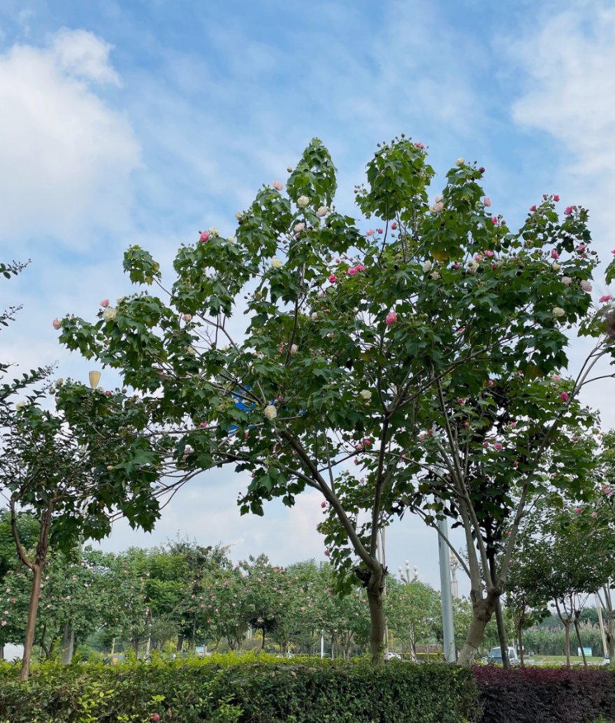 芙蓉花|秋韵，什邡这条街C位出道啦！