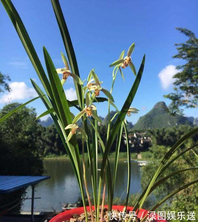 植料|秋天养兰花，浇水“难度大”，掌握小技巧，秒变兰花达人