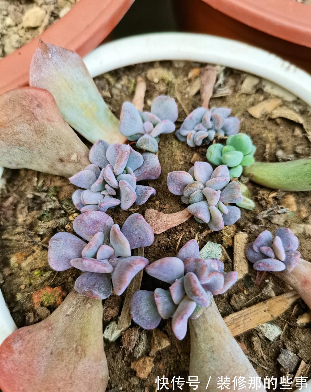 养好多肉紫乐，有2个简单的方法，颜色更漂亮，变多头老桩