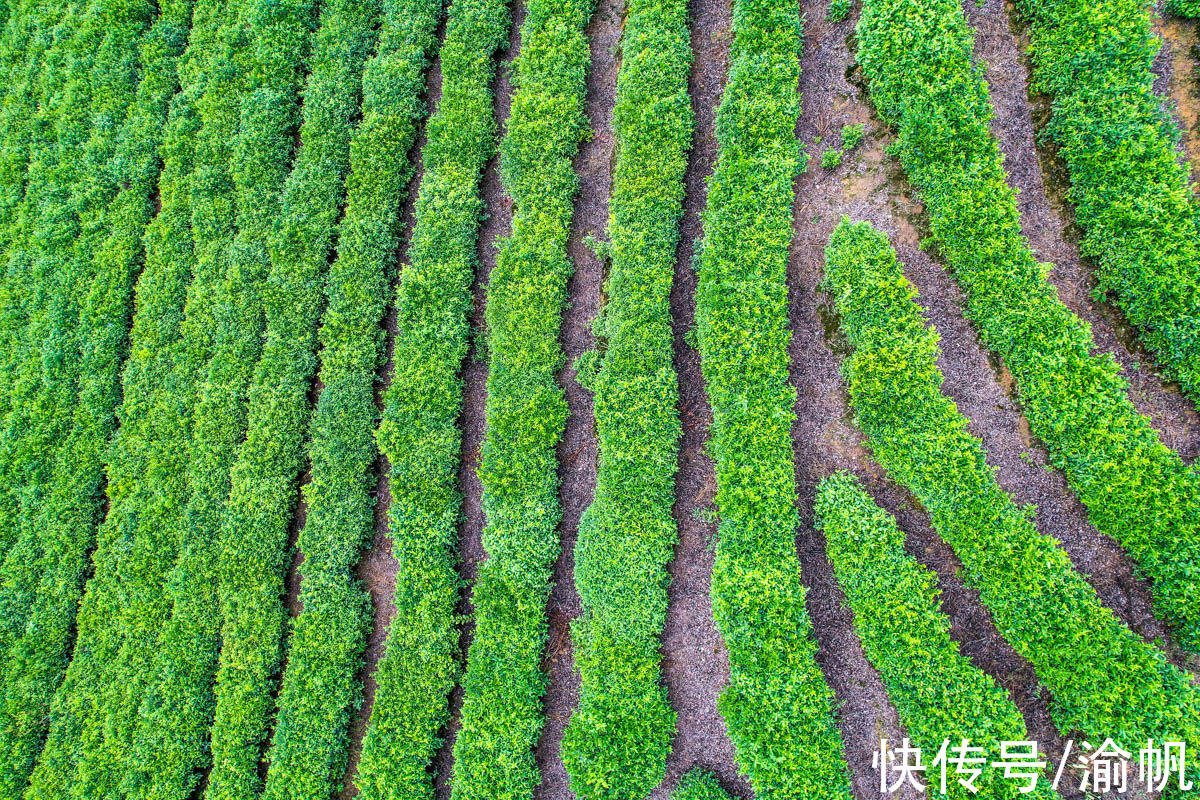 土壤|重庆江津：中国长寿之乡，富硒名城，适合养老与旅行的硒望之城