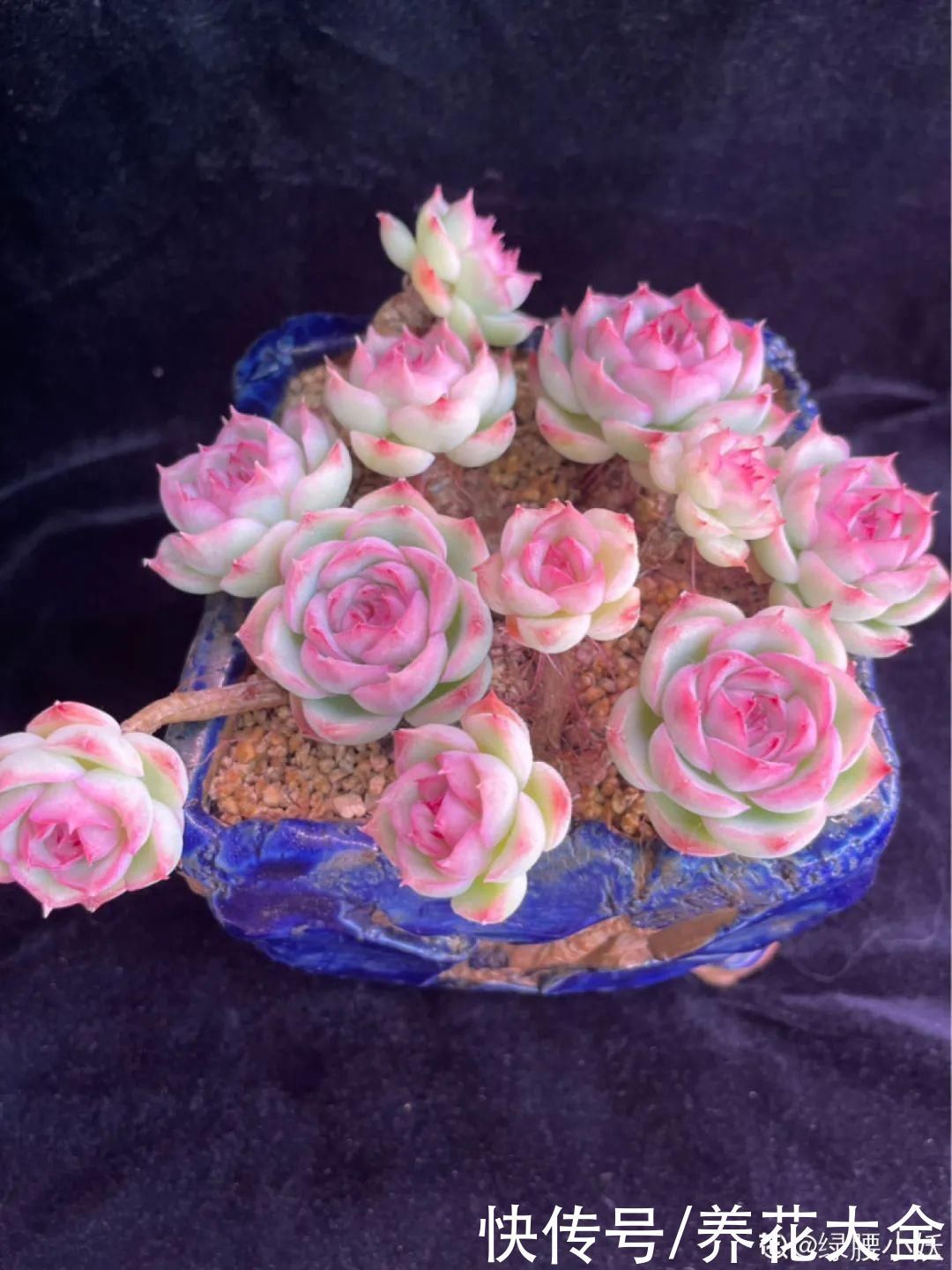 室内养多肉,也能养出水晶果冻色,任谁看到都说好