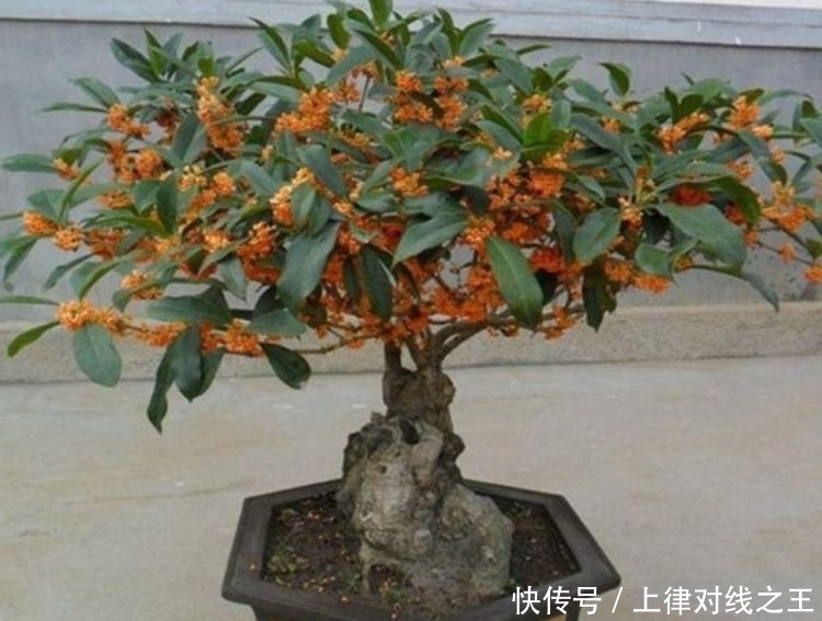 3种花最适合懒人养,越不管长得越旺,管的勤快黄叶又烂根