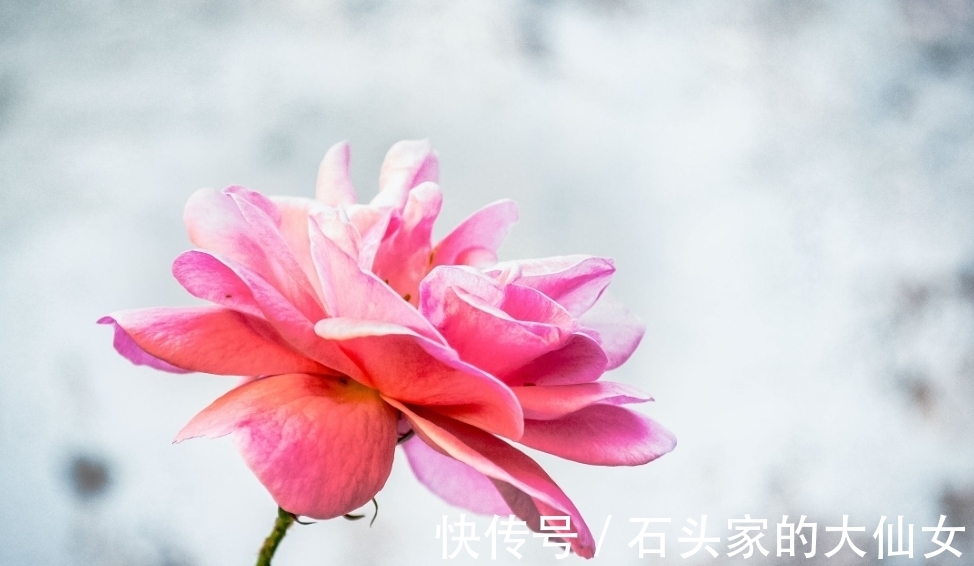 生肖|7月，紫气东来，桃花运旺，恋爱顺利，3生肖喜结良缘，如鱼得水