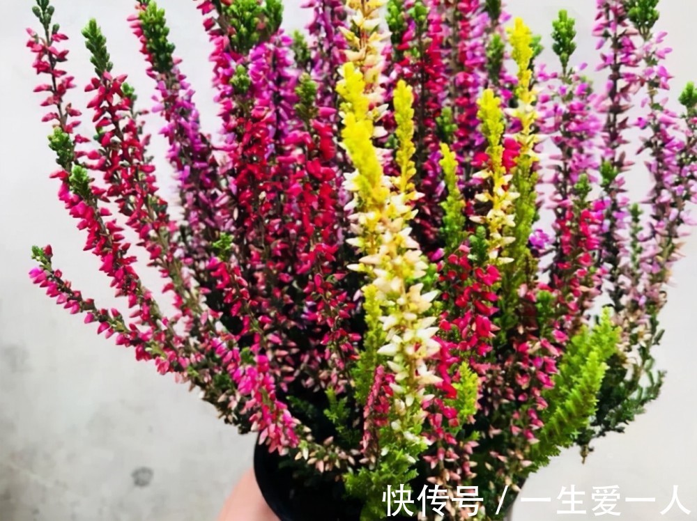 放阳台最“养眼”的6种盆栽,特别是最后一种,长得漂亮自带仙气