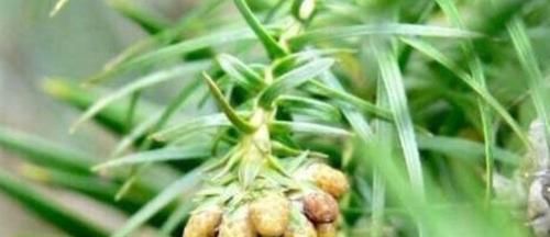  食物|冬天要坚持吃三种食物，排毒养颜、增强体质，有益身体健康