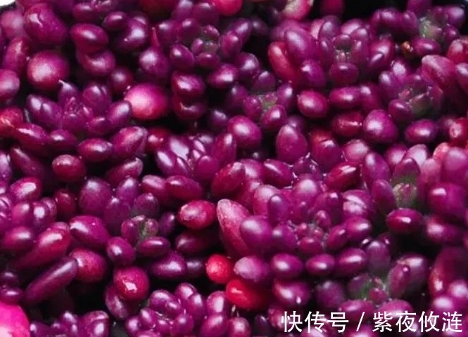 姬胧月|9种口碑非常好的多肉,易养护,出状态又仙又美